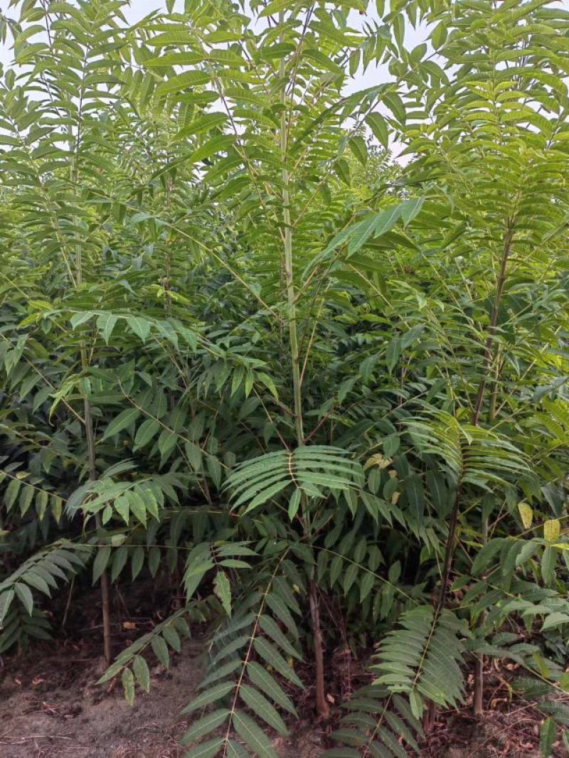 香椿苗基地货源，质好价优，规格齐全欢迎来电洽谈合作