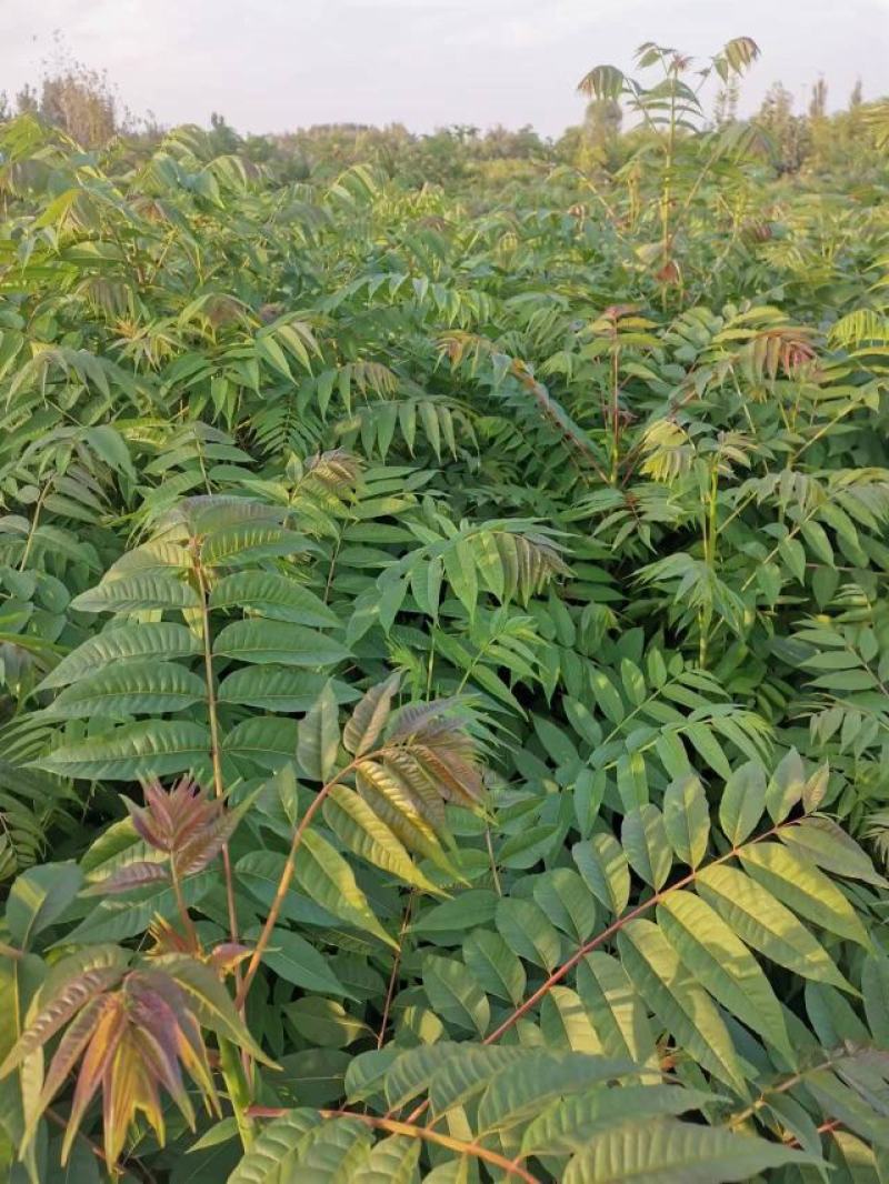 香椿苗基地货源，质好价优，规格齐全欢迎来电洽谈合作