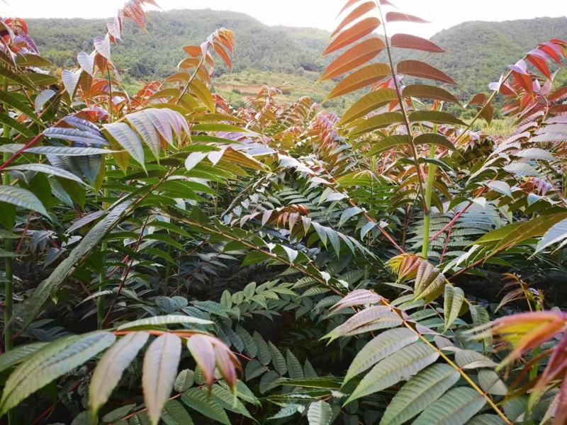 香椿苗基地货源，质好价优，规格齐全欢迎来电洽谈合作