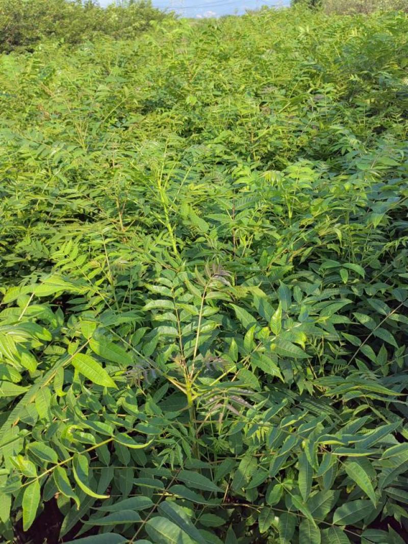 香椿苗基地货源，质好价优，规格齐全欢迎来电洽谈合作