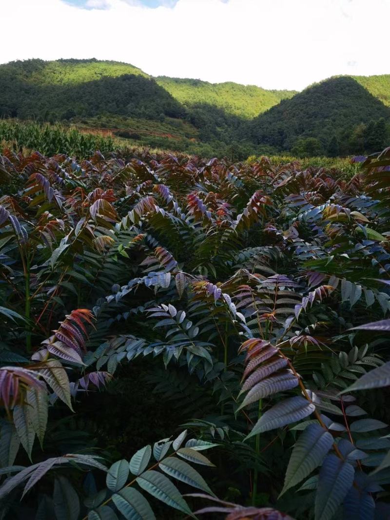 香椿苗基地货源，质好价优，规格齐全欢迎来电洽谈合作