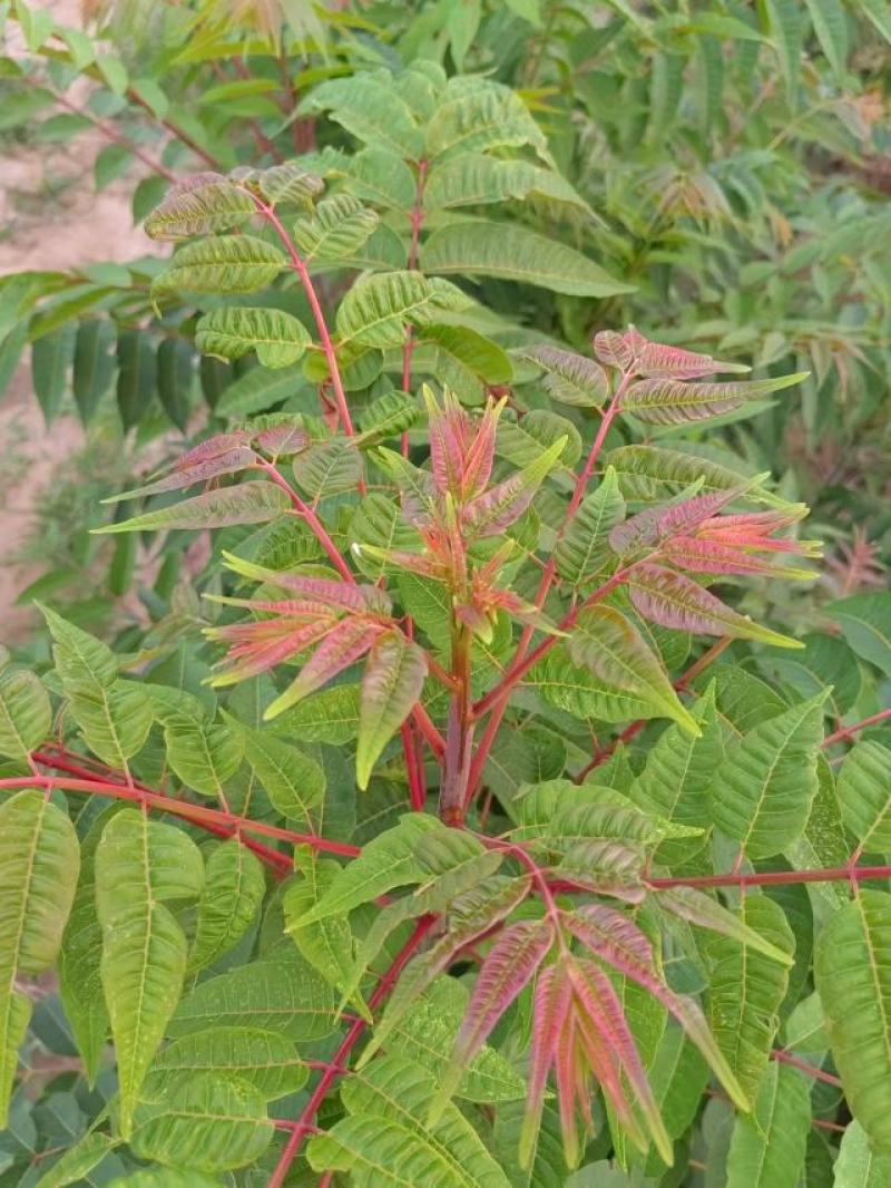 香椿苗基地货源，质好价优，规格齐全欢迎来电洽谈合作