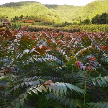 香椿苗基地货源，质好价优，规格齐全欢迎来电洽谈合作