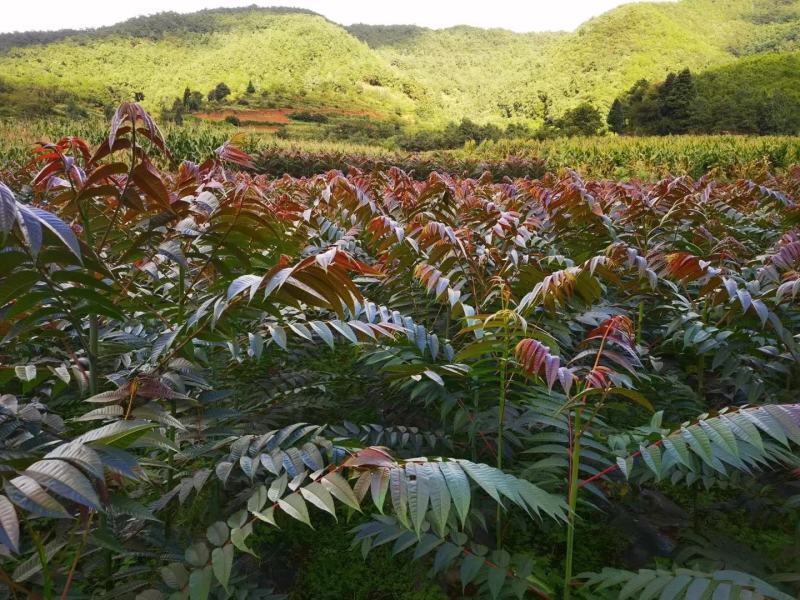 香椿苗基地货源，质好价优，规格齐全欢迎来电洽谈合作