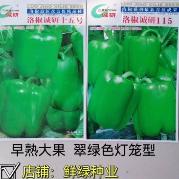 诚研十五,诚研115甜椒早熟灯笼型品种,果面光滑抗病丰产