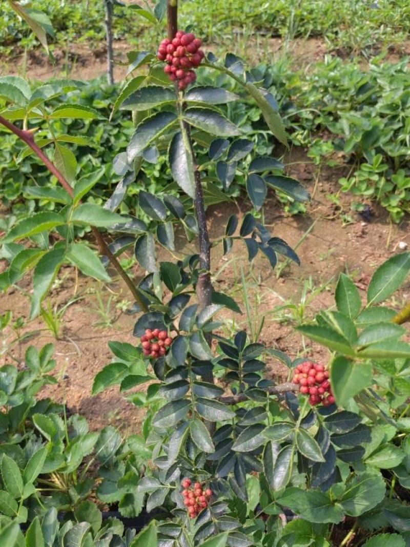 嫁接无刺花椒苗云南原产地货源充足量大从优热卖中