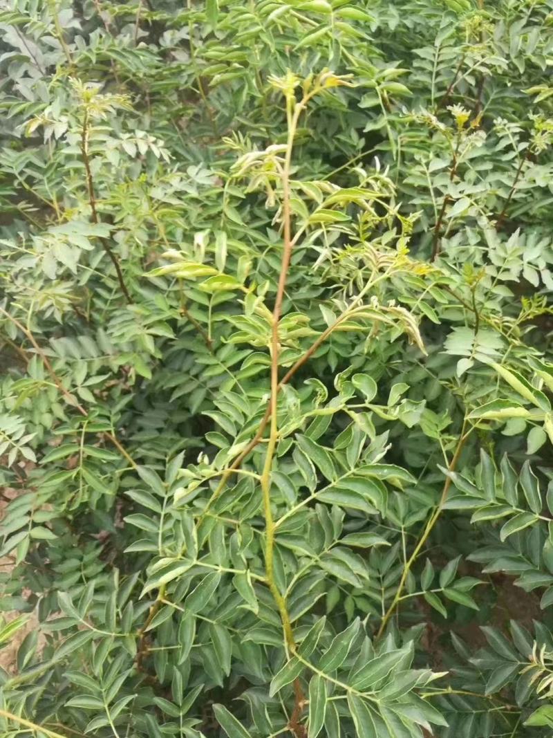 嫁接无刺花椒苗云南原产地货源充足量大从优热卖中