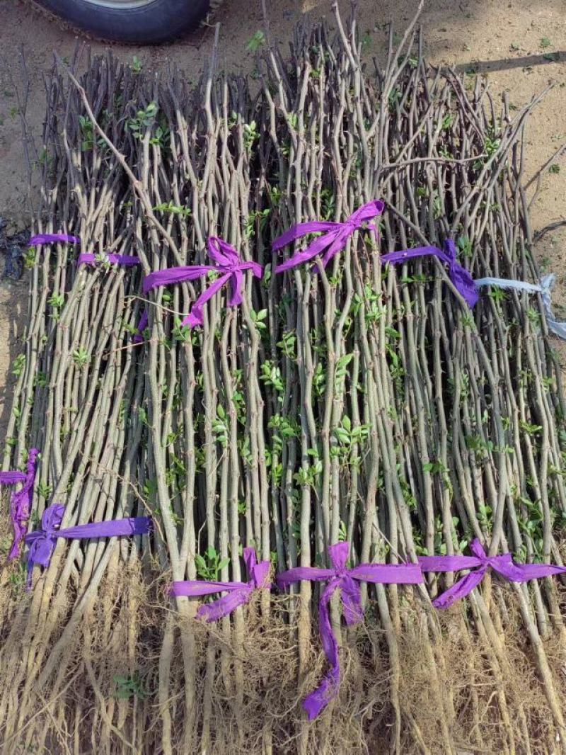 嫁接无刺花椒苗云南原产地货源充足量大从优热卖中