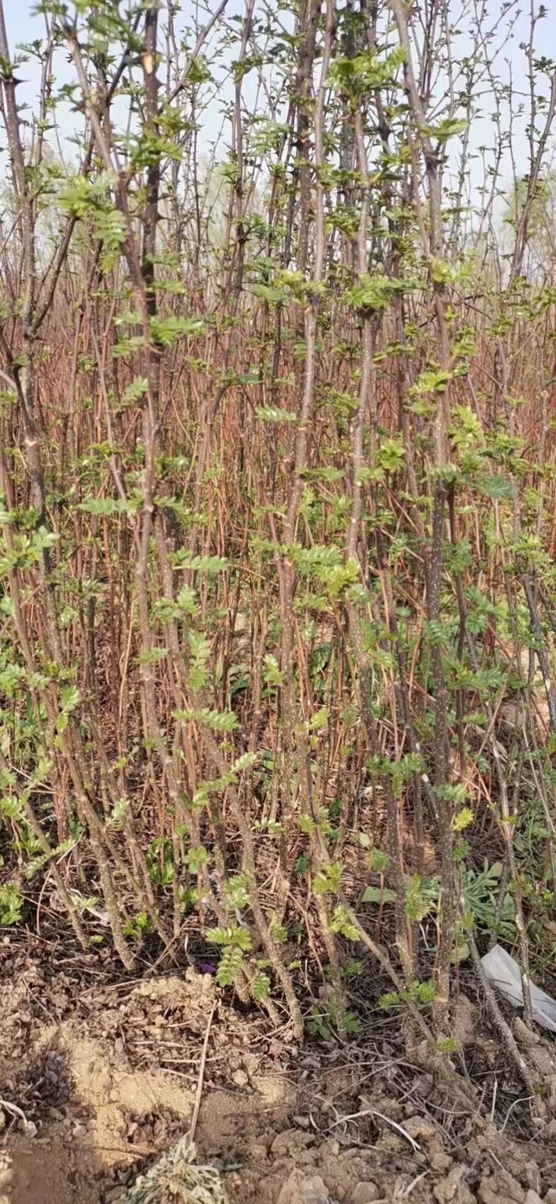 嫁接无刺花椒苗云南原产地货源充足量大从优热卖中