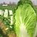 改良80-7大白菜种子早熟高产耐热大白菜盆栽农家田园蔬菜