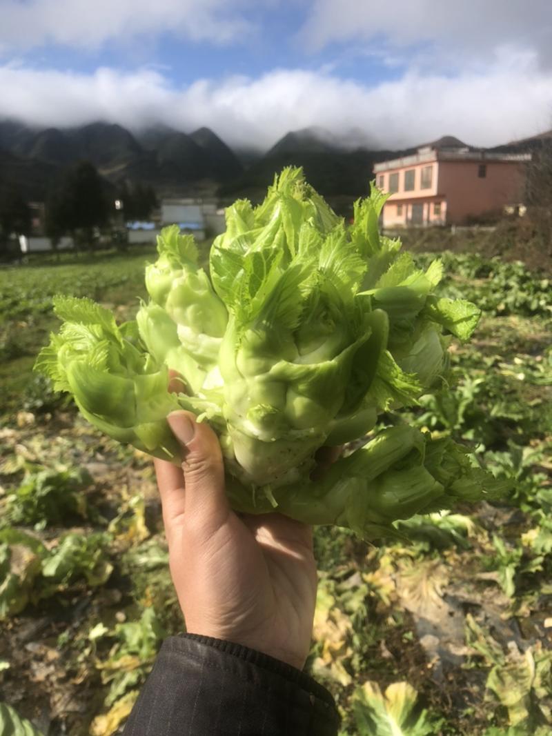 儿菜，寻求便宜土地，下半年土地，有资源的介绍