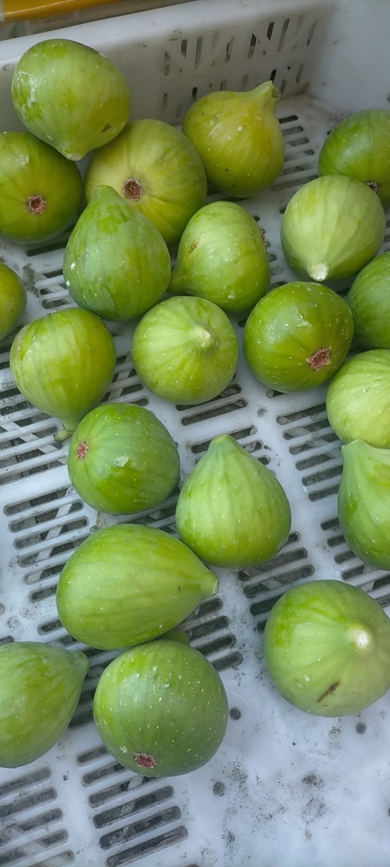 荣成无花果