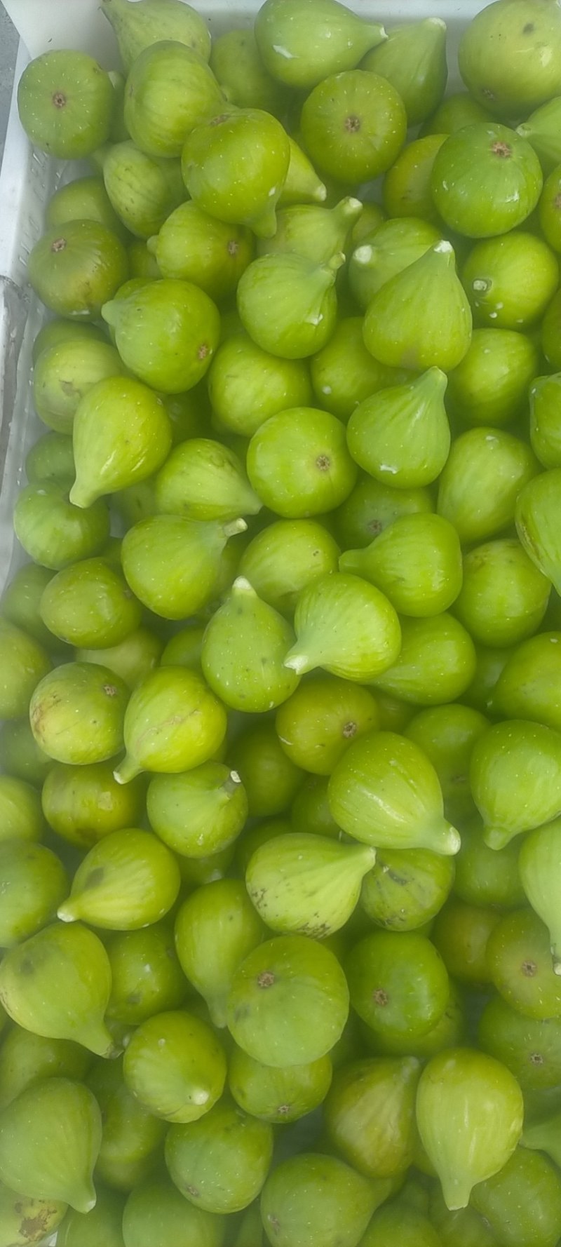 荣成无花果