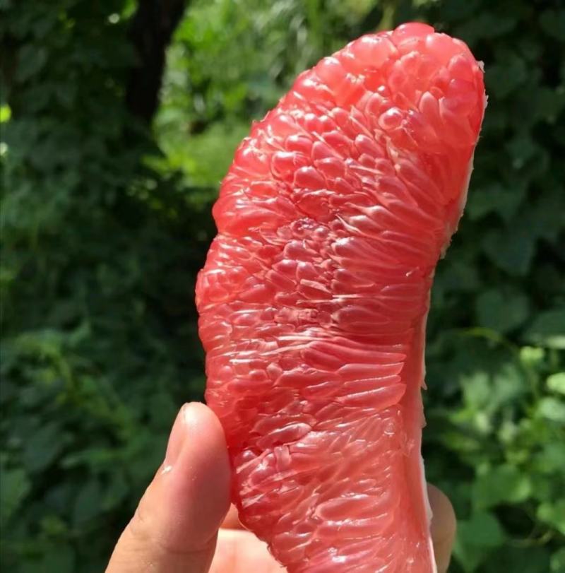 湖北蜜柚/黄皮红心柚/白心柚/基地直供欢迎来电咨询