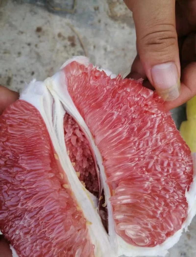 湖北蜜柚/黄皮红心柚/白心柚/基地直供欢迎来电咨询