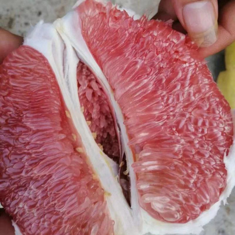 湖北蜜柚/黄皮红心柚/白心柚/基地直供欢迎来电咨询