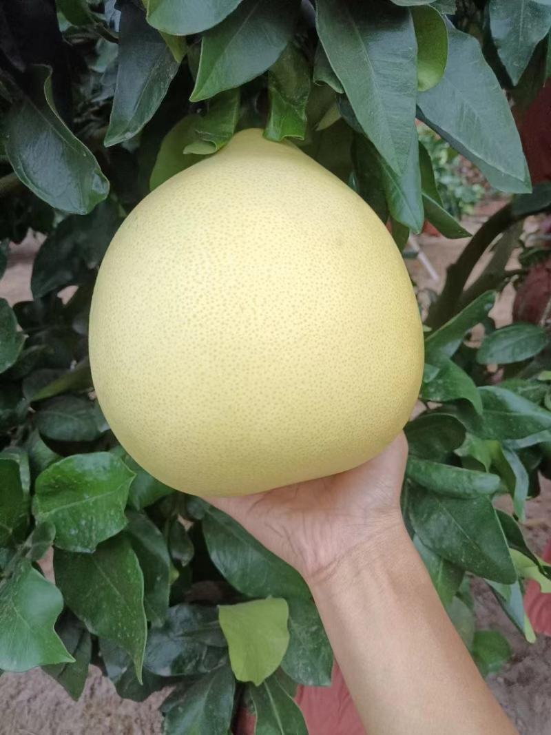 湖北蜜柚/黄皮红心柚/白心柚/基地直供欢迎来电咨询