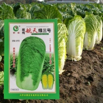 航天绿三号大白菜种子高抗78杂交山东秋季蔬菜高桶子白菜