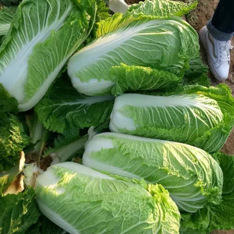 航天绿三号大白菜种子高抗78杂交山东秋季蔬菜高桶子白菜