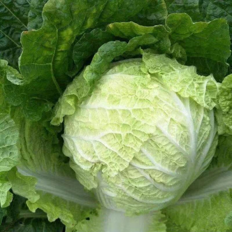 航天绿三号大白菜种子高抗78杂交山东秋季蔬菜高桶子白菜