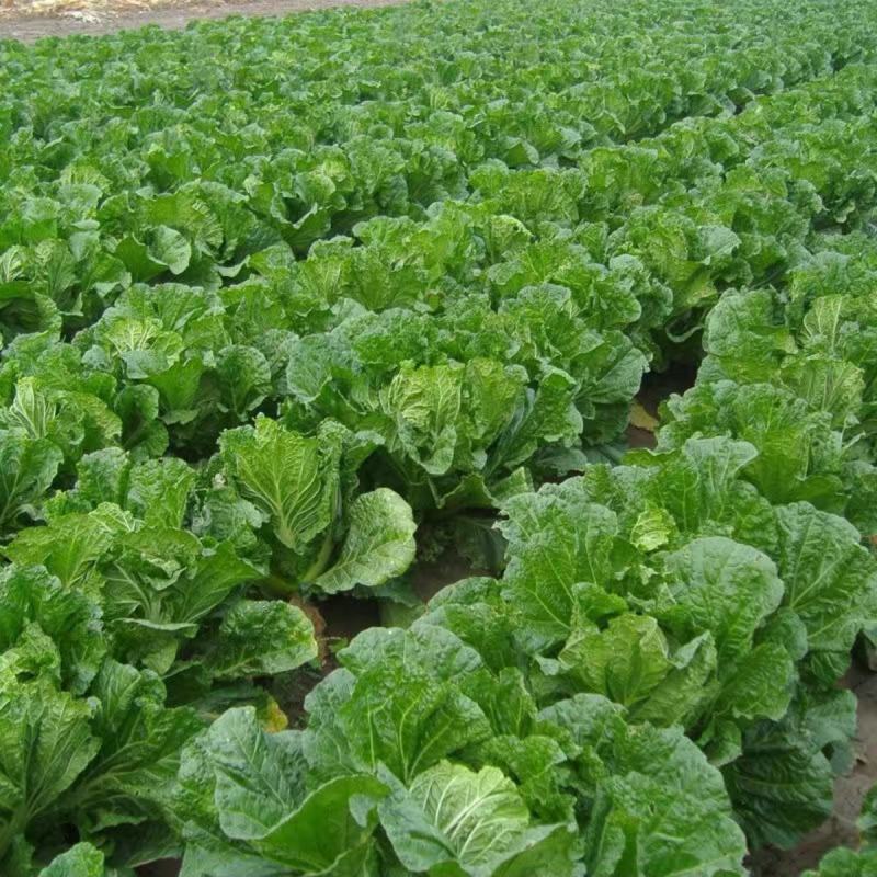航天绿三号大白菜种子高抗78杂交山东秋季蔬菜高桶子白菜