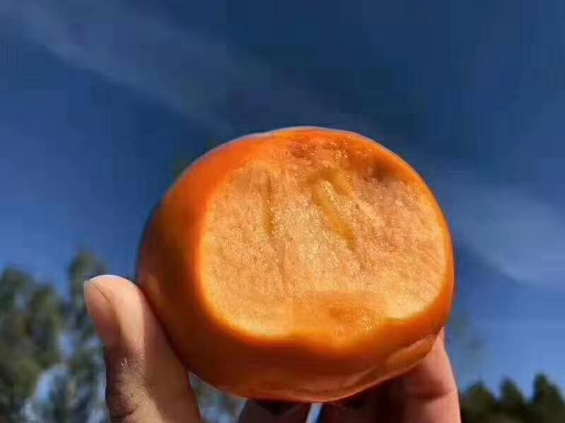 甜橙与信用评分结合的概念图,展现水果与数字信用的融合意象 甜橙与信用评分概念图