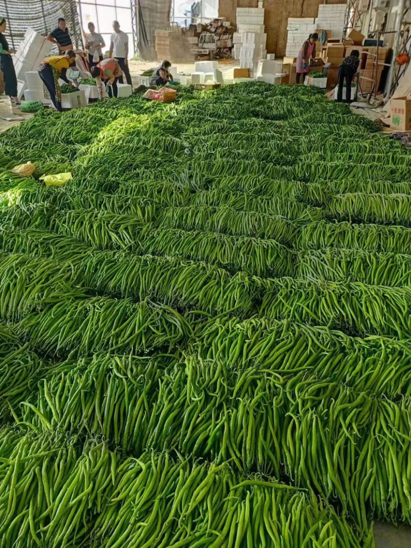 精品辣椒线椒原产地发货大量供应一手货源协助找车