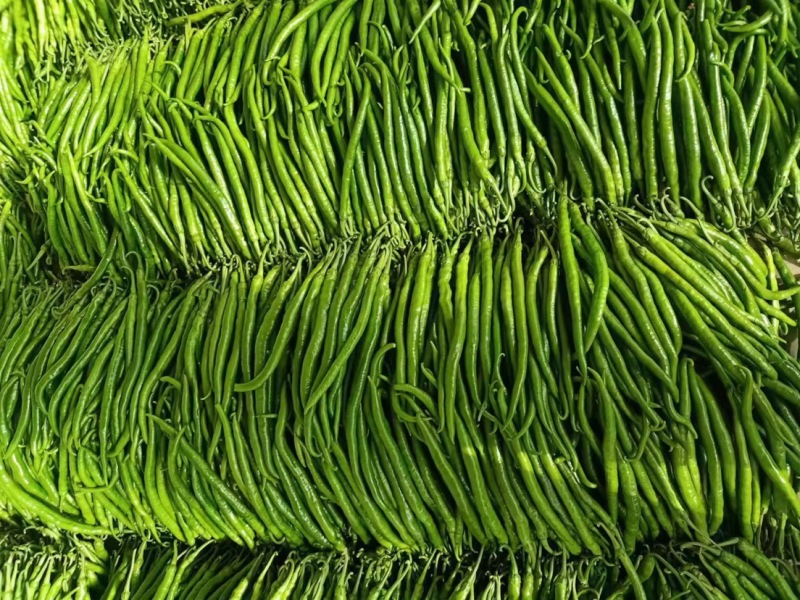 精品辣椒线椒原产地发货大量供应一手货源协助找车