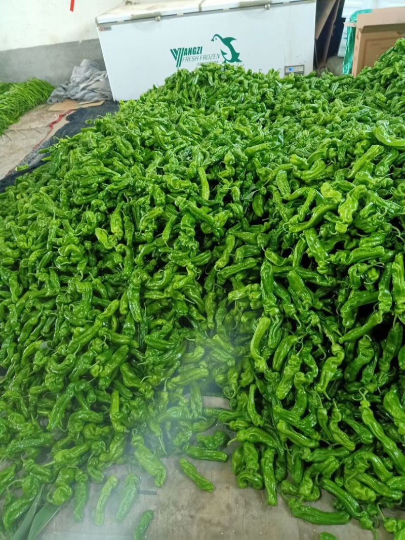 精品辣椒线椒原产地发货大量供应一手货源协助找车