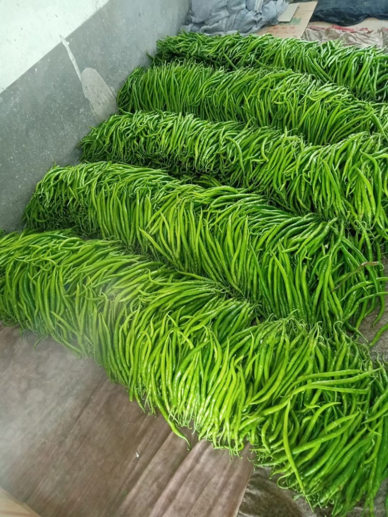 精品辣椒线椒原产地发货大量供应一手货源协助找车
