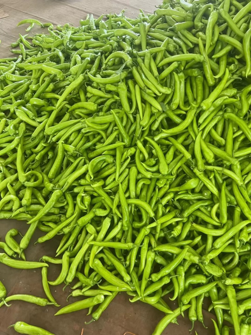精品辣椒线椒原产地发货大量供应一手货源协助找车