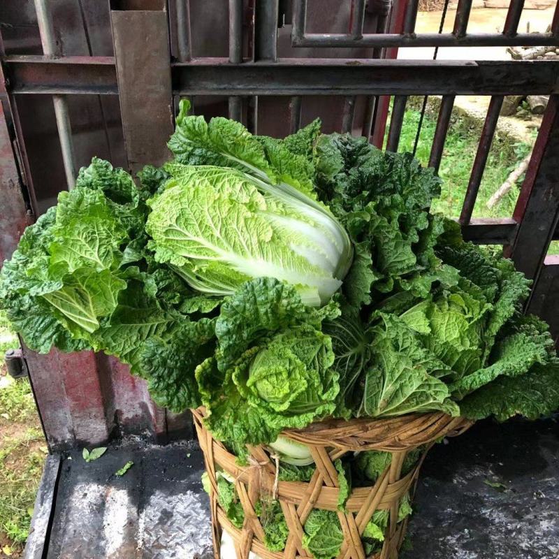 精品大白菜