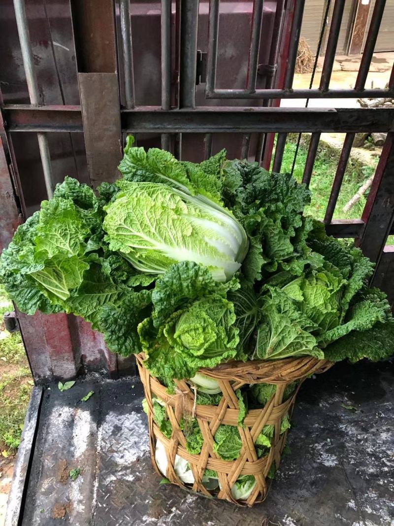 精品大白菜