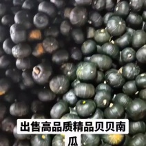 爆粉贝贝南瓜正宗贝贝南瓜大量出货中品质保证可视频看货