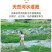 【一件代发】河南西峡黄心猕猴桃/产地源头代发包邮包赔