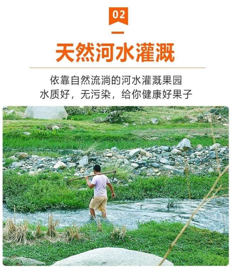 【一件代发】河南西峡黄心猕猴桃/产地源头代发包邮包赔