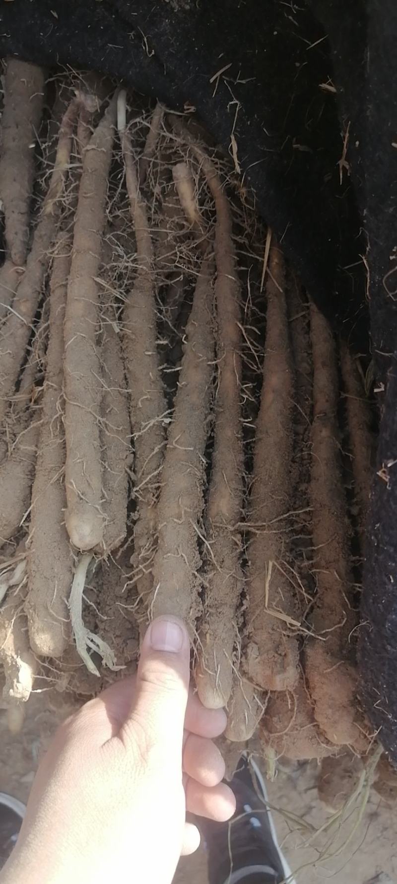 麻山药，大量有货，保质量！欢迎供应商合作！