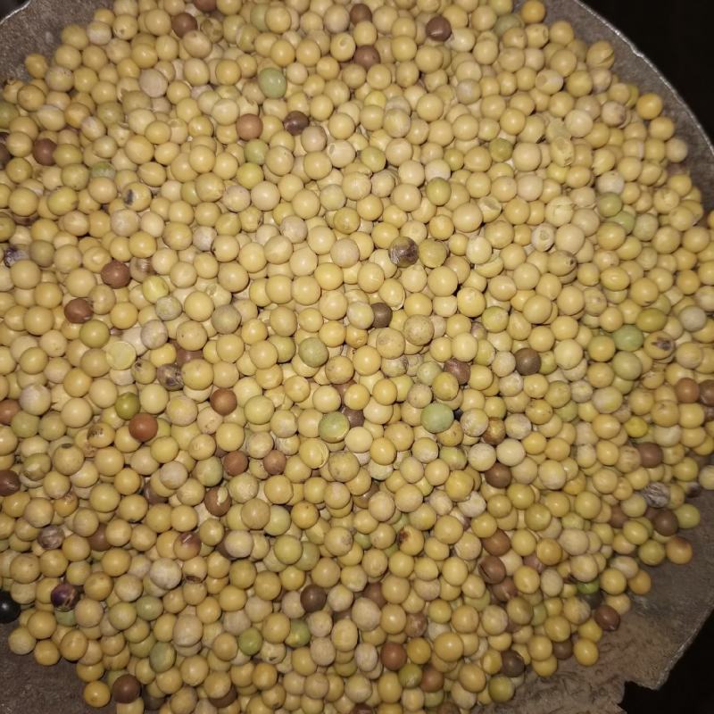 大豆色选下料二漏三漏豆瓣