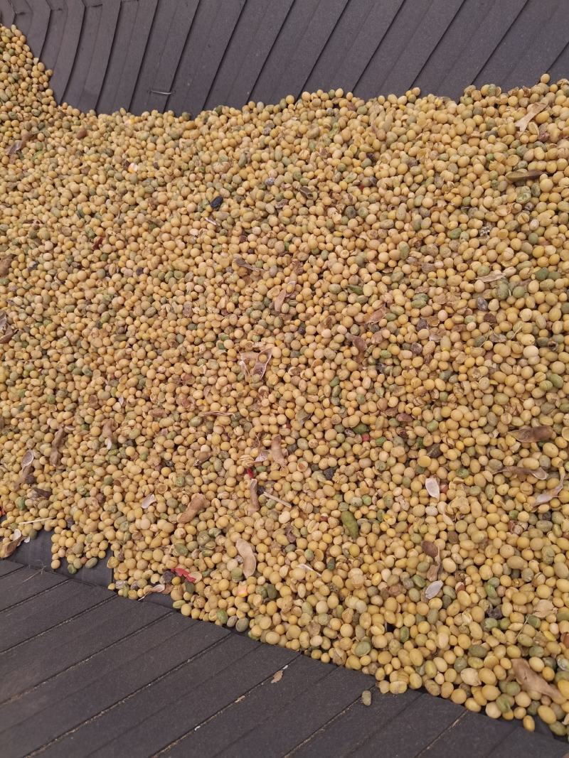 大豆色选下料二漏三漏豆瓣