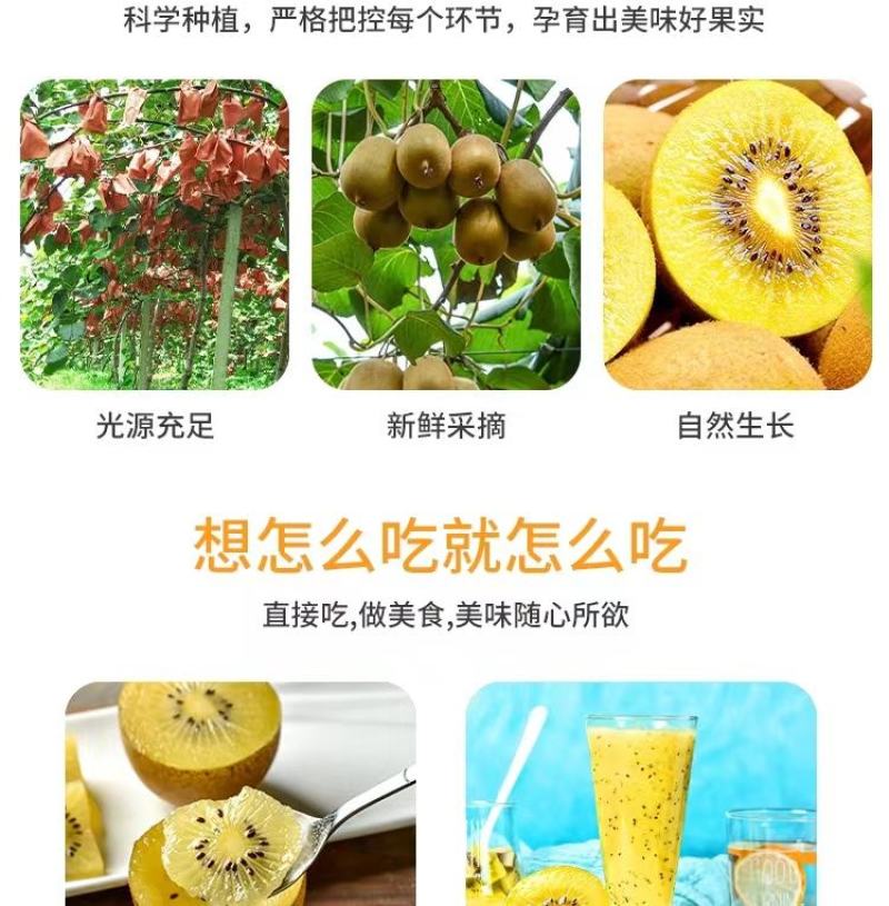 【一件代发】河南西峡黄心猕猴桃/产地源头代发包邮包赔