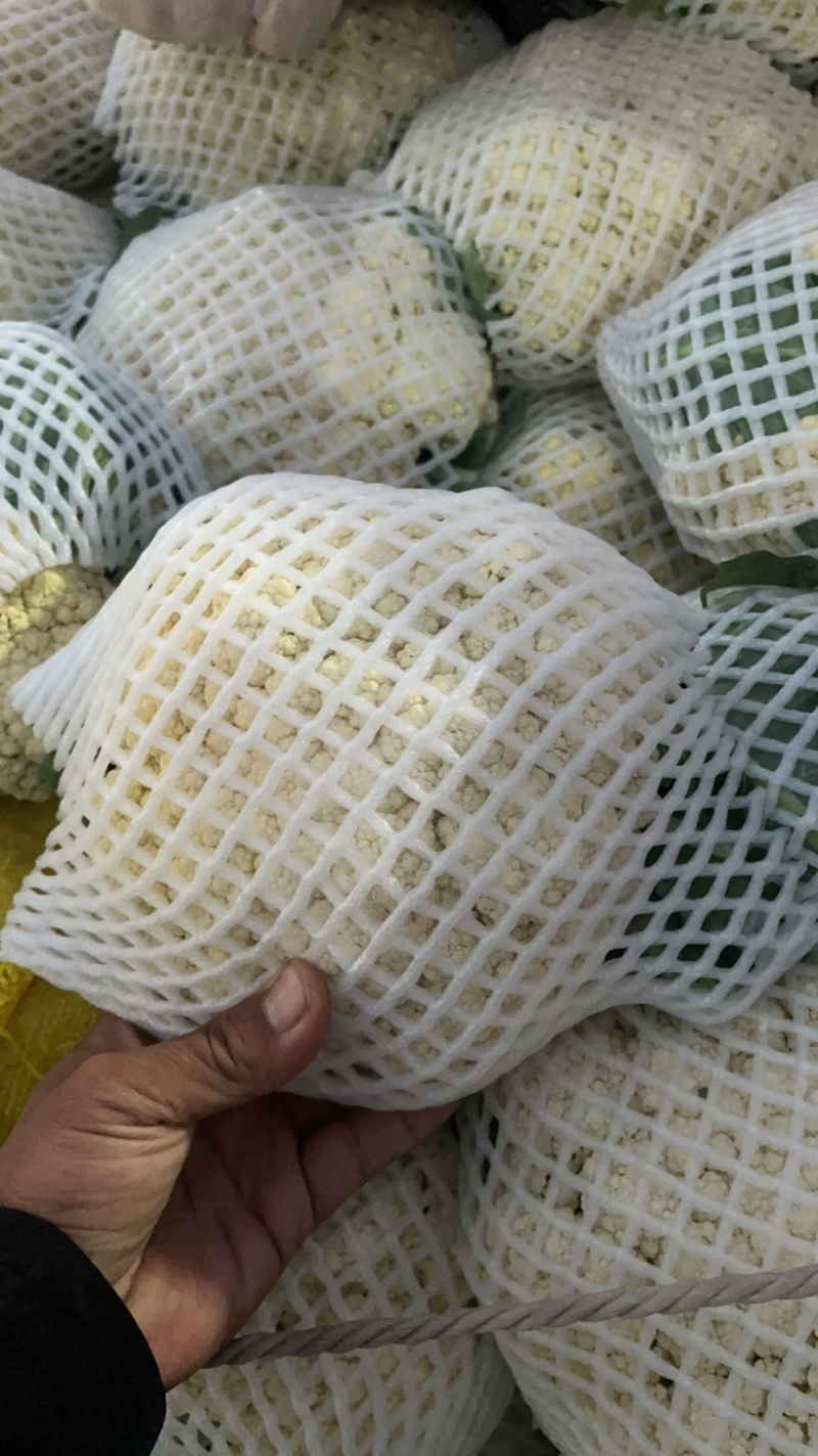 本地精品有机花大量上市，品质好价格合理有需要的联系我