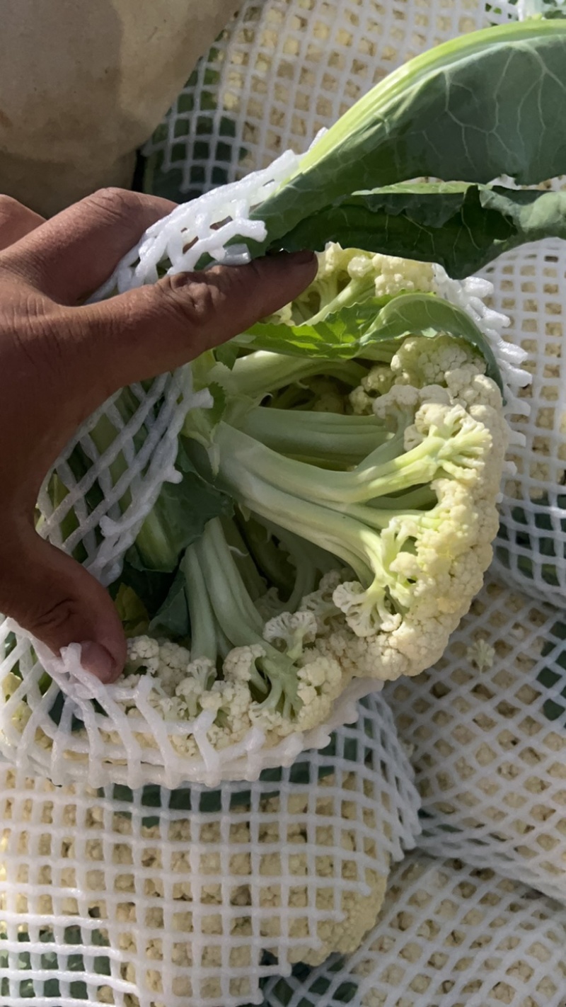 本地精品有机花大量上市，品质好价格合理有需要的联系我