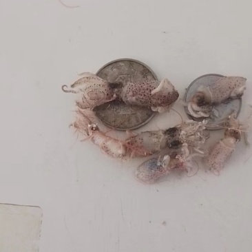 丑眼，笔管鱼，小海兔
