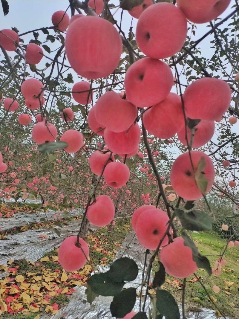 （精品）天水高山冰糖心富士苹果大量上市，基地直供量大从优
