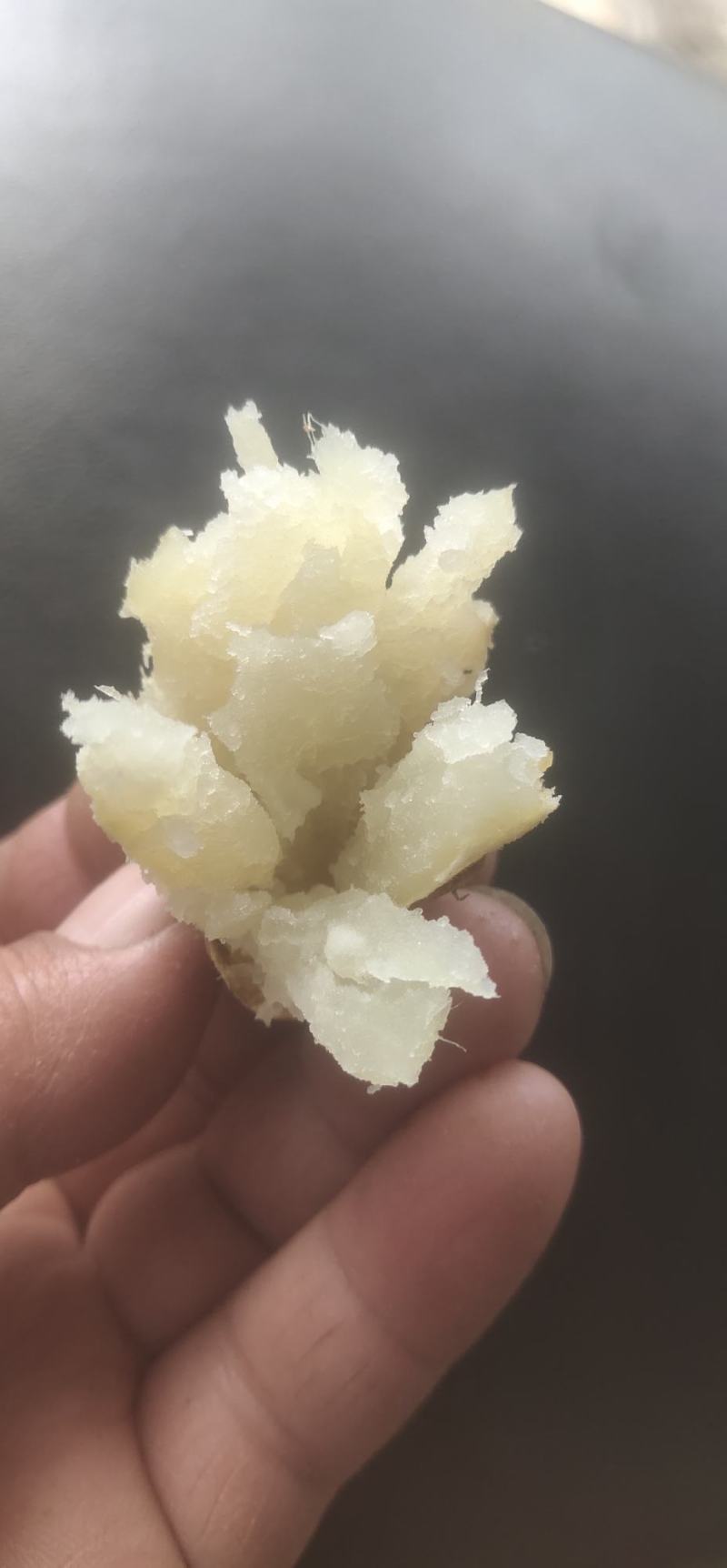 板栗香味甜的人参地瓜