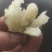 板栗香味甜的人参地瓜
