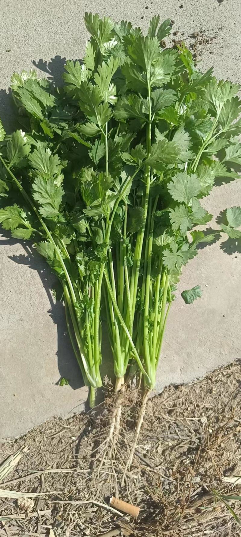 山西香菜，大叶香菜，产地发货，量大从优，欢迎选购
