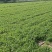 山西香菜，大叶香菜，产地发货，量大从优，欢迎选购