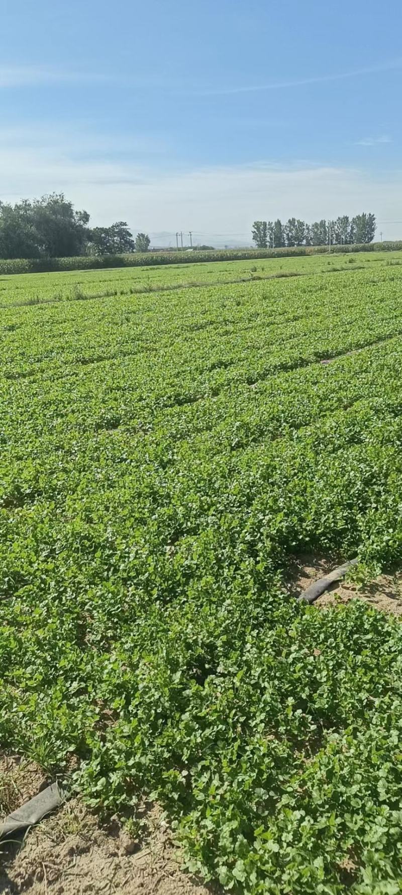 山西香菜，大叶香菜，产地发货，量大从优，欢迎选购