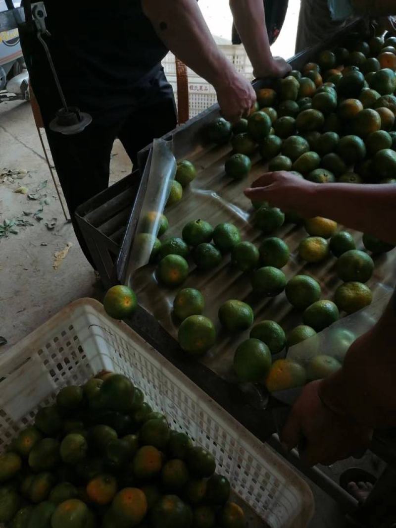 永州柑桔东方红蜜橘产地直发货源充足价格优惠欢迎电话咨